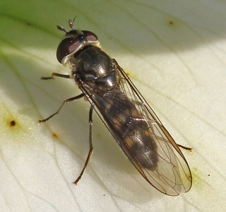 Meliscaeva auricollis, female, hoverfly, February, Alan Prowse